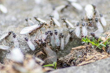 Ant wedding flight with flying ants like new ant queens and male ant with spreaded wings mating as beneficial insect for reproduction in macro low angle view formicary nest colony new insect society