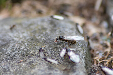 Ant wedding flight with flying ants like new ant queens and male ant with spreaded wings mating as beneficial insect for reproduction in macro low angle view formicary nest colony new insect society