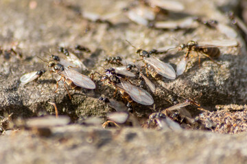 Ant wedding flight with flying ants like new ant queens and male ant with spreaded wings mating as beneficial insect for reproduction in macro low angle view formicary nest colony new insect society