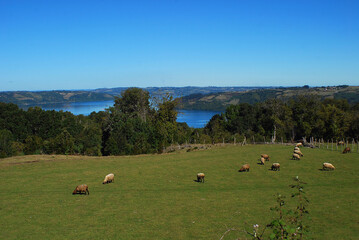 Naklejka premium Animals grazing freely against the blue sky on Chiloe Island in Chile