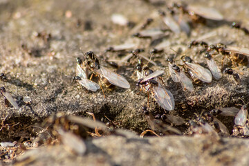 Ant wedding flight with flying ants like new ant queens and male ant with spreaded wings mating as beneficial insect for reproduction in macro low angle view formicary nest colony new insect society