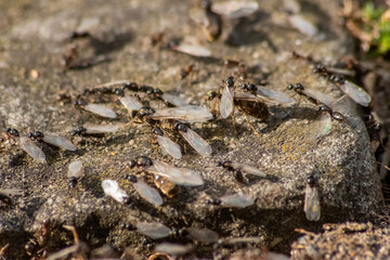 Ant wedding flight with flying ants like new ant queens and male ant with spreaded wings mating as...