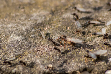 Ant wedding flight with flying ants like new ant queens and male ant with spreaded wings mating as beneficial insect for reproduction in macro low angle view formicary nest colony new insect society