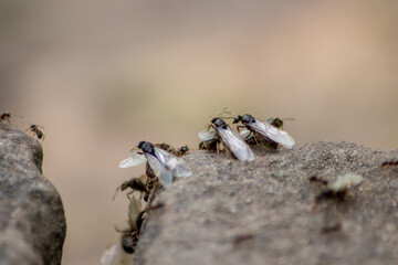 Ant wedding flight with flying ants like new ant queens and male ant with spreaded wings mating as beneficial insect for reproduction in macro low angle view formicary nest colony new insect society