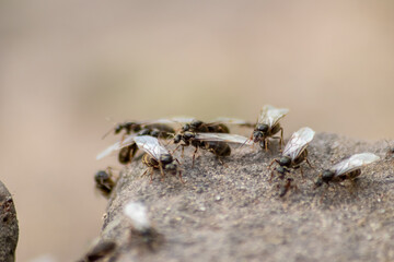 Ant wedding flight with flying ants like new ant queens and male ant with spreaded wings mating as beneficial insect for reproduction in macro low angle view formicary nest colony new insect society