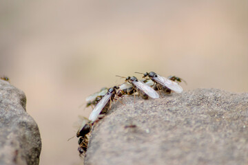 Ant wedding flight with flying ants like new ant queens and male ant with spreaded wings mating as beneficial insect for reproduction in macro low angle view formicary nest colony new insect society