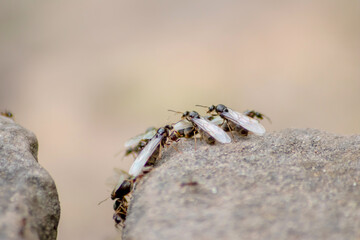 Ant wedding flight with flying ants like new ant queens and male ant with spreaded wings mating as...
