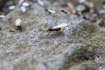 Ant wedding flight with flying ants like new ant queens and male ant with spreaded wings mating as...