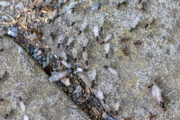 Ant wedding flight with flying ants like new ant queens and male ant with spreaded wings mating as beneficial insect for reproduction in macro low angle view formicary nest colony new insect society