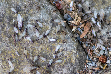 Ant wedding flight with flying ants like new ant queens and male ant with spreaded wings mating as beneficial insect for reproduction in macro low angle view formicary nest colony new insect society