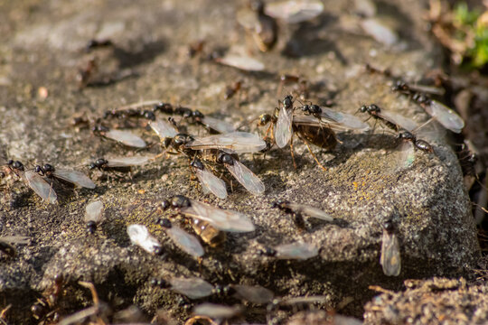 Ant wedding flight with flying ants like new ant queens and male ant with spreaded wings mating as beneficial insect for reproduction in macro low angle view formicary nest colony new insect society