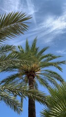 Fototapeta na wymiar Palmen auf Mallorca