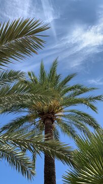 Palmen auf Mallorca © Laura