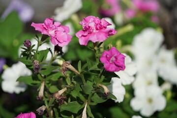 flower summer spring