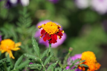 flower summer spring