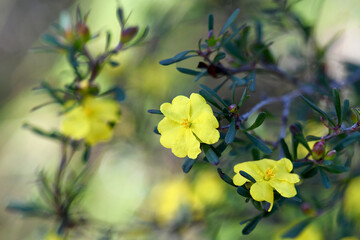 Yellow flowers of the Australian native Hibbertia monogyna, family Dilleniaceae, growing in Sydney woodland, New South Wales. Also called the Leafy Hibbertia. Endemic to NSW and Victoria