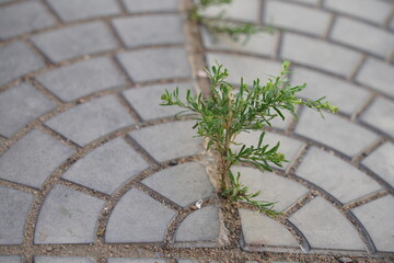 flower summer spring