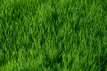 Fresh vivid new spring green grass illuminated by bright sunlight.