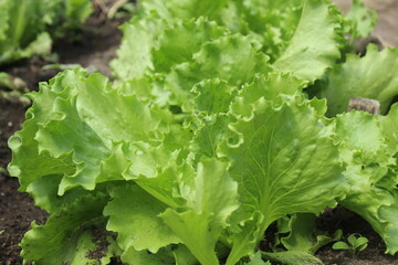 cultivation of green lettuce. green lettuce grows on a bed in the ground. Vitamins summer useful dietary products