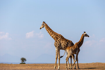 giraffe in the savannah