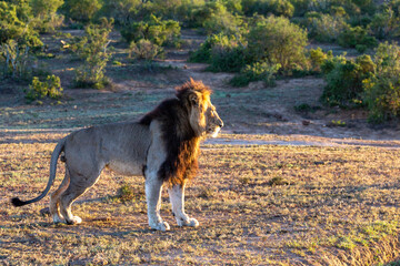 Fototapeta na wymiar A majestic lion lounges in a grassy savanna, surrounded by trees and wildlife. No People