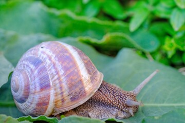 snail on a leaf