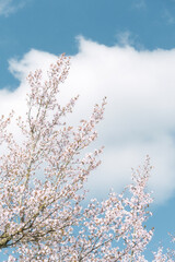 That life flower spring blossom