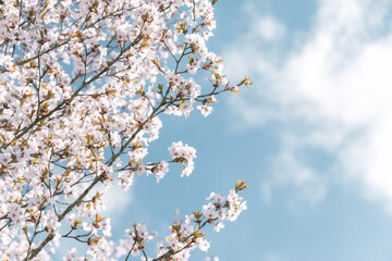 That life flower spring blossom