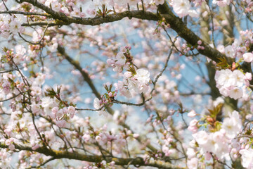 That life flower spring blossom