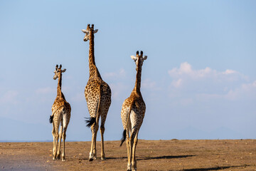 Giraffe in the savannah with copy space on the right