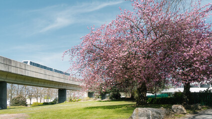 That life flower spring blossom