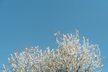 That life flower spring blossom