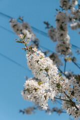 That life flower spring blossom