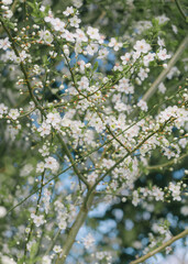 That life flower spring blossom