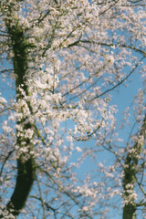 That life flower spring blossom