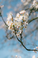 That life flower spring blossom