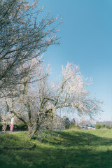 That life flower spring blossom