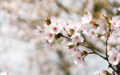 That life flower spring blossom