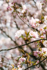 That life flower spring blossom