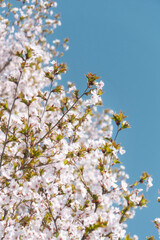 That life flower spring blossom