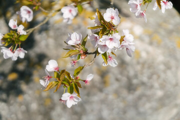 That life flower spring blossom