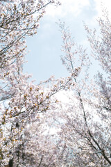 That life flower spring blossom
