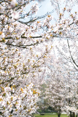 That life flower spring blossom