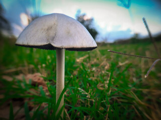 mushroom psychedelics panaeolus cyanescens