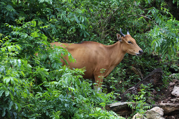 The female red cow in nature garden