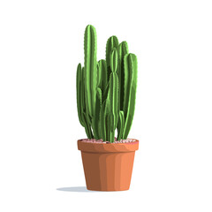 Not tall cactus in a pot in front. Decorative home plants isolated on white. Vector illustration