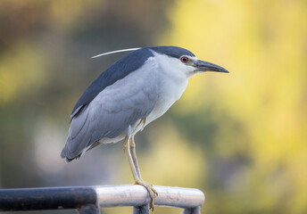 blue heron