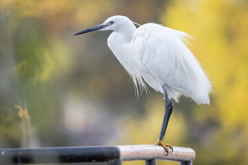 Obraz premium great blue heron