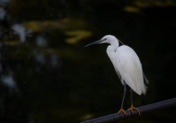 great blue heron