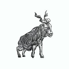 Fototapeta na wymiar Vintage hand drawn sketch goat of Thor